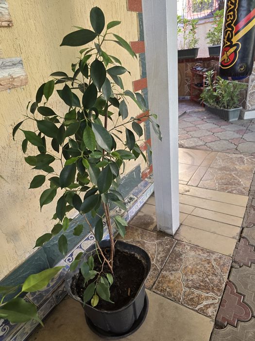 Цветы   домашный