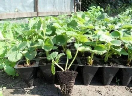 Рассада Клубники Саженцы Оптом.