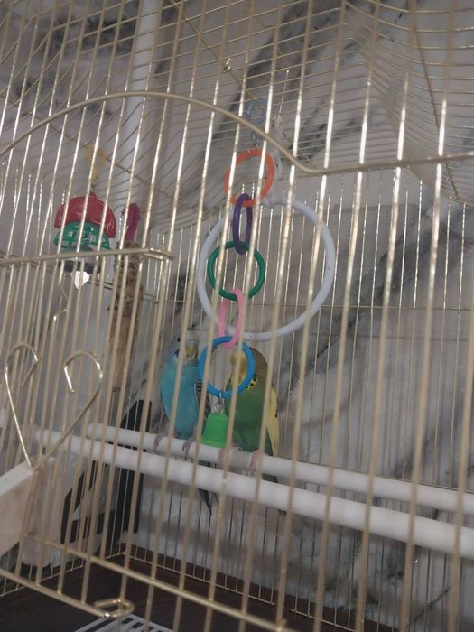 Продам пара попугаев