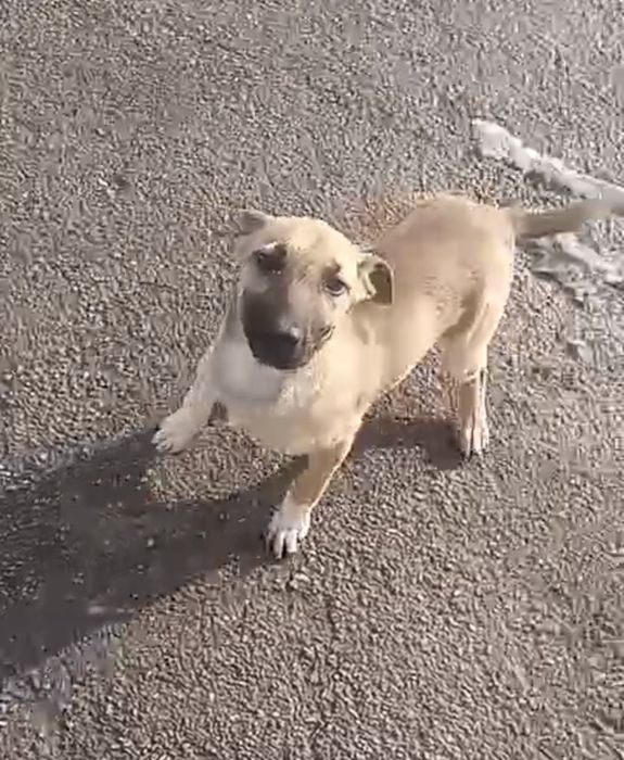 Отдам Хорошего щенка!