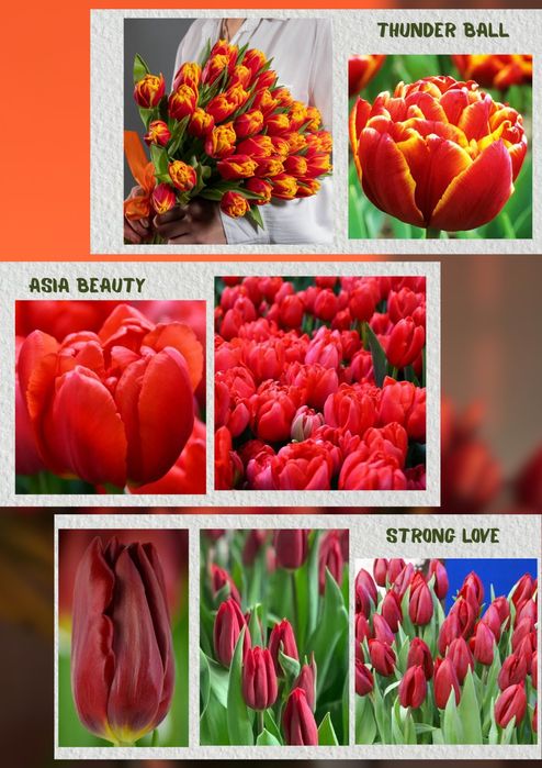 Тюльпаны к 8 марта !