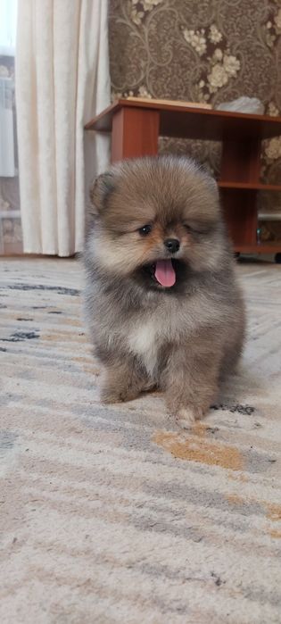 Шпицы мальчики и девочки