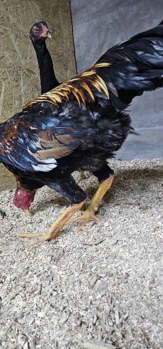 Дакан бойцовая птица