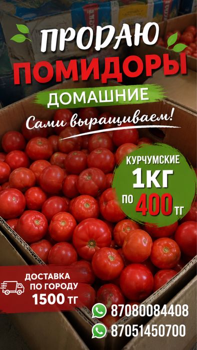 Помидоры Курчумские