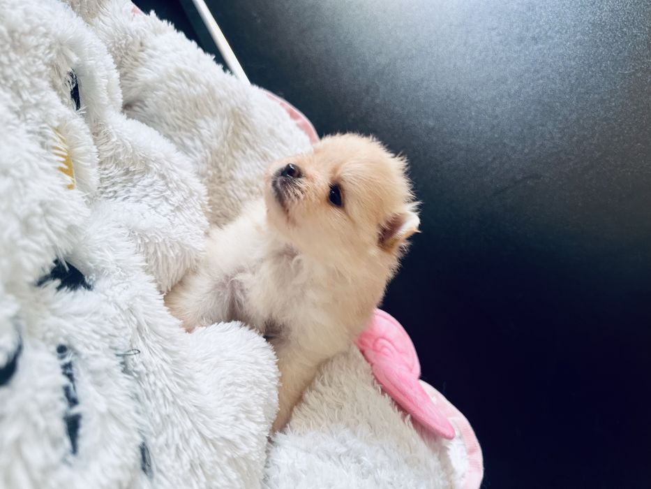 Pui Pomeranian - Rezervare