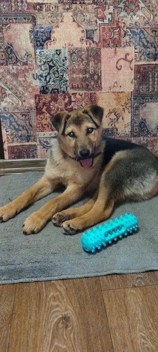 Щенок в добрые руки