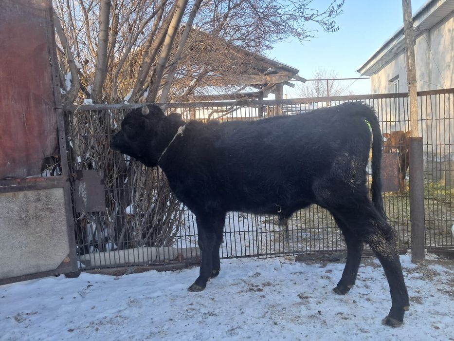 Бұка сатылады...