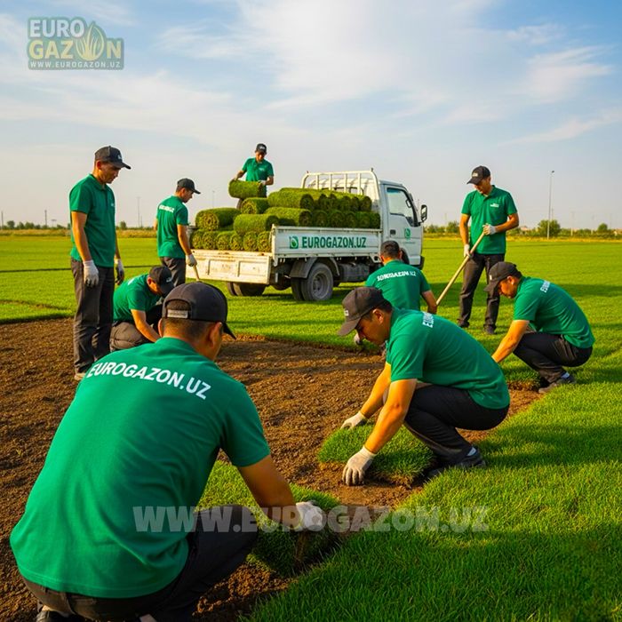 Tayyor Gazon o’rnatish xizmati | Газон орнатиш