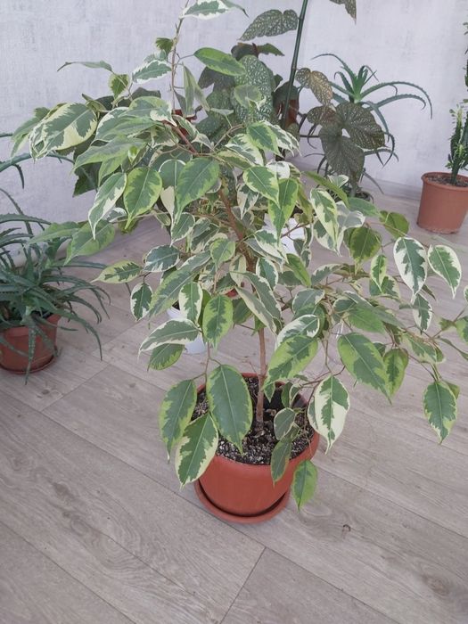 Продам цветы комнатные