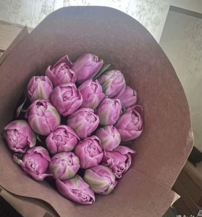 Кызгалдактар тюльпаны