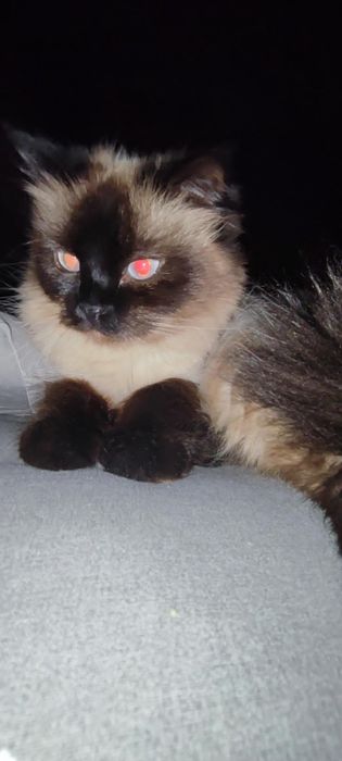 Moskvada sikishayotgan kavkaz qizlari