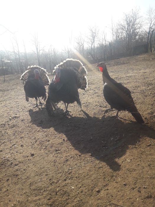 Vând curci și bibilici