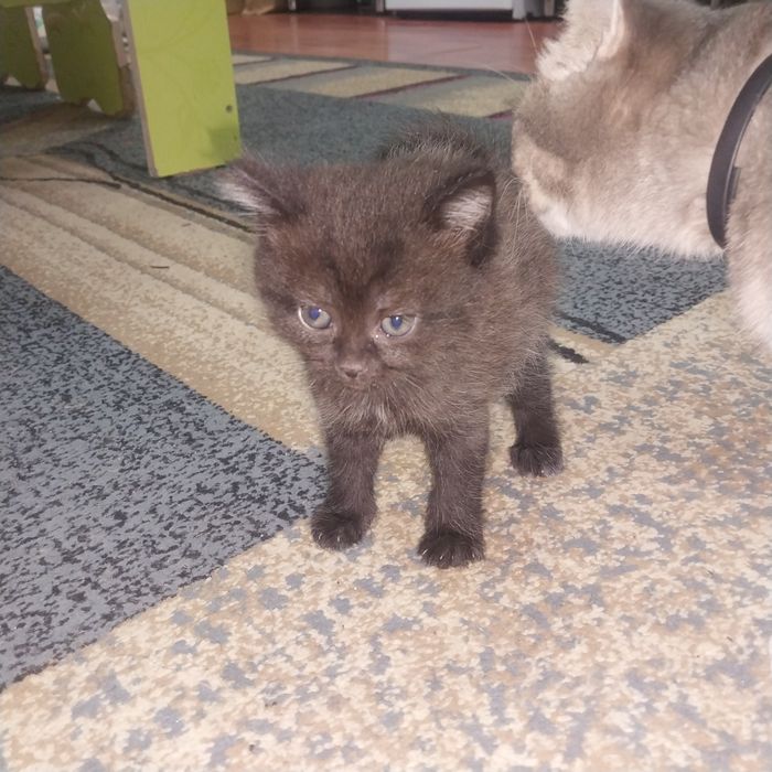 Катенки отдам даром