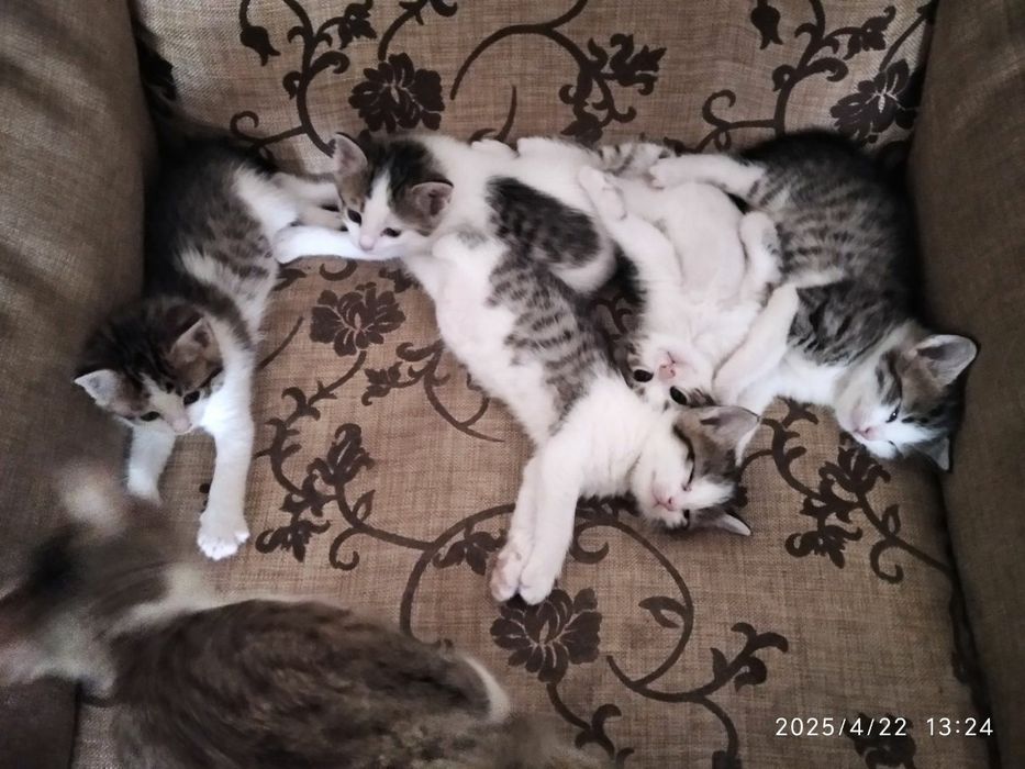 Mushuk bolalari onasi hadiyaga beriladi yahshi qollarga