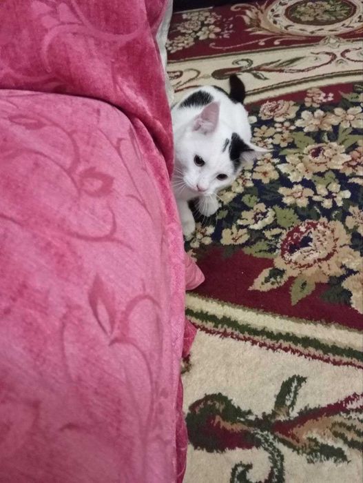 Отдадим кота в добрые руки.Мушикни яхши карийдиган одамга беворамиз