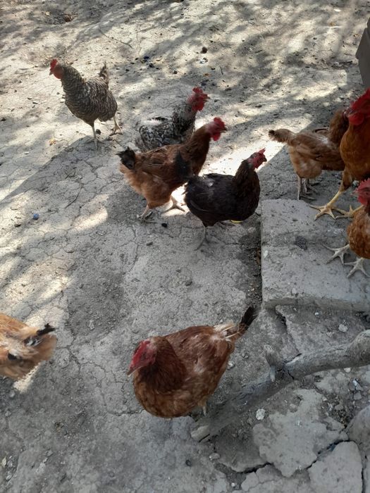 Găini crescute  de  casă