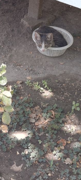 4 котят здоровые красивые