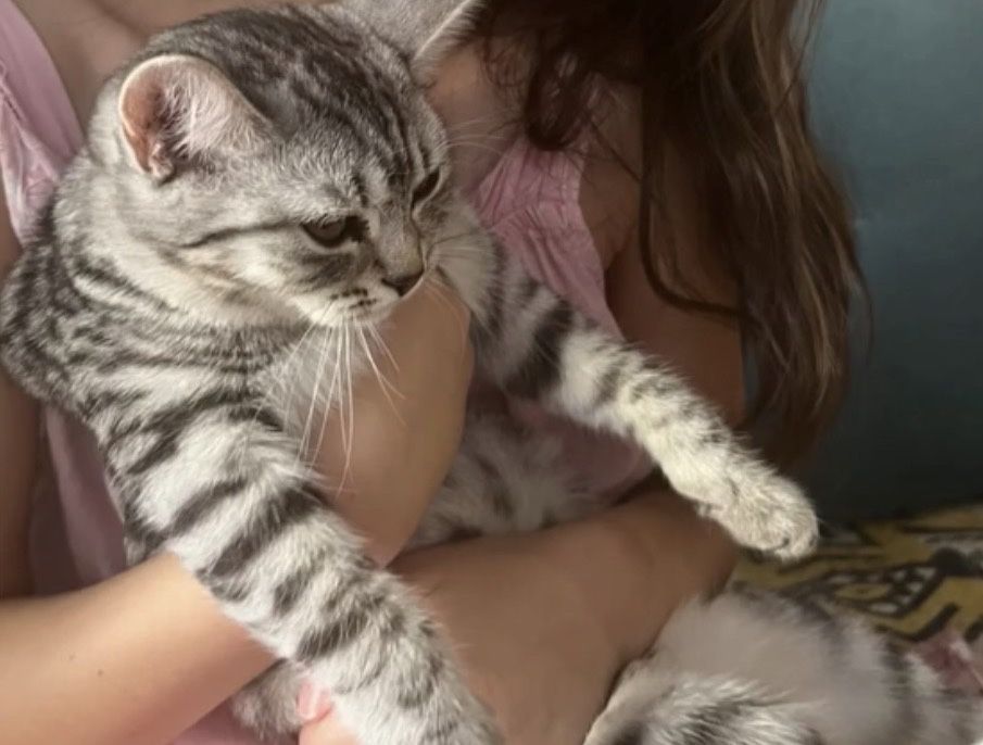 Котенок девочка в добрые руки