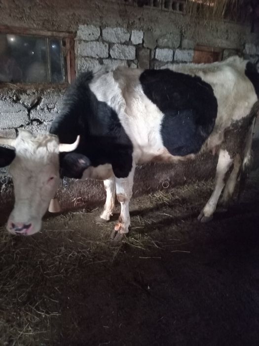 vând vaci gestante și fătate