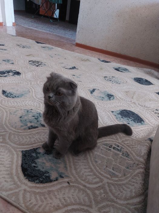 Кот Муся ищет подругу