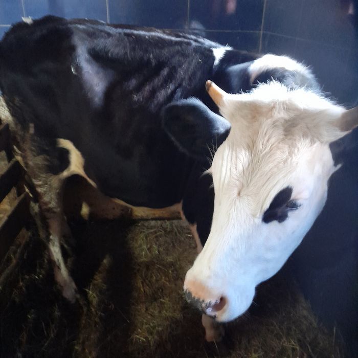 Vând o junincă de un an din rasa BR la prețul de 5700 neg.