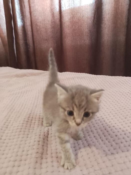 Отдам котят в добрые руки.