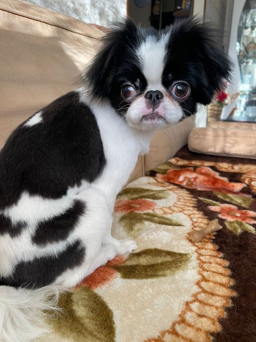 Стрижка кошек и собак.