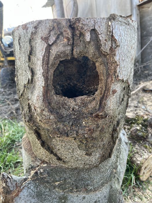 Дърво за декор.