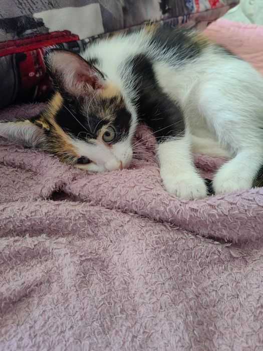Котята,в добрые руки