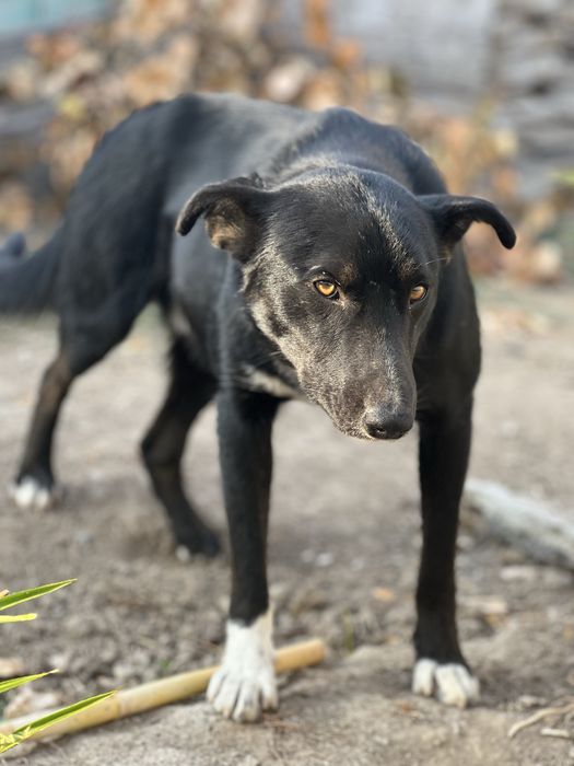 В добрые руки , ищем дом для кабеля.