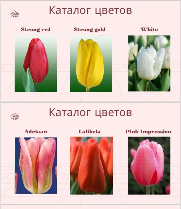 Тюльпаны свежие Алматы | 8 марта | Опт и розница