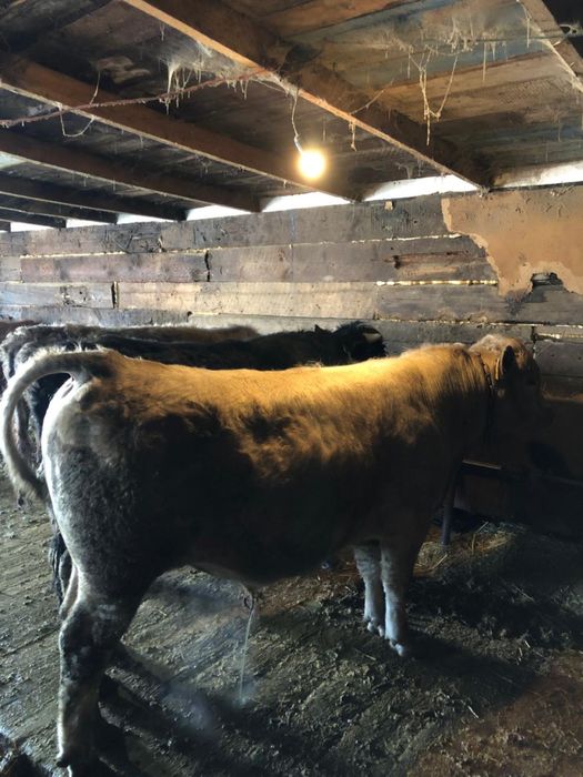 Мясо говядины, молодой бычок