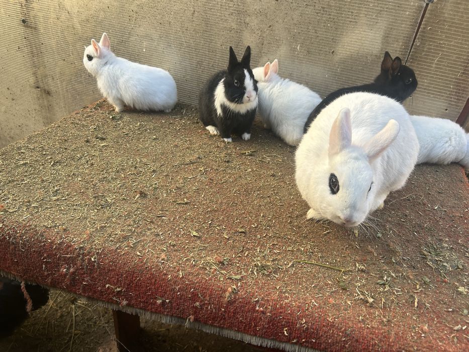 Iepuri pitici ( dwarf hotot)
