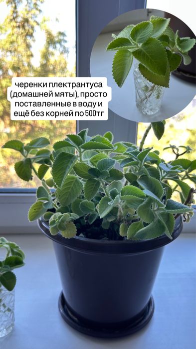 Комнатные растения цветы