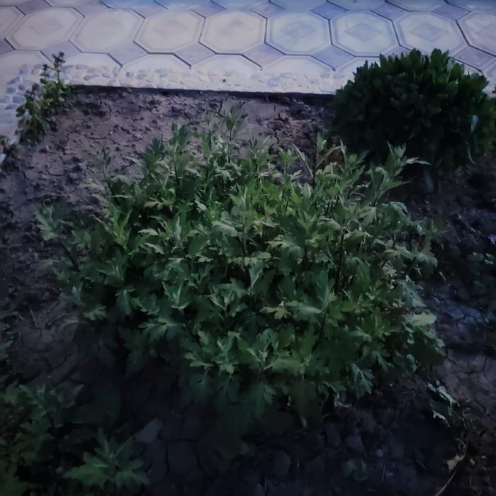 Хризантема осенняя
