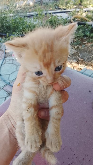Отдам котят бесплатно