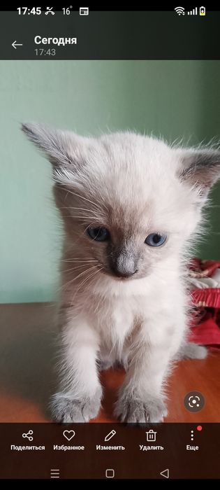 Котята за 2000 тенге