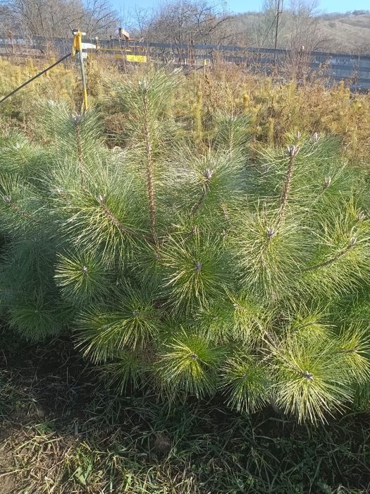 Сосна ёлочки от 60до 90 см