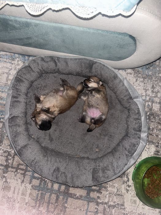 Бронь на померанского шпица