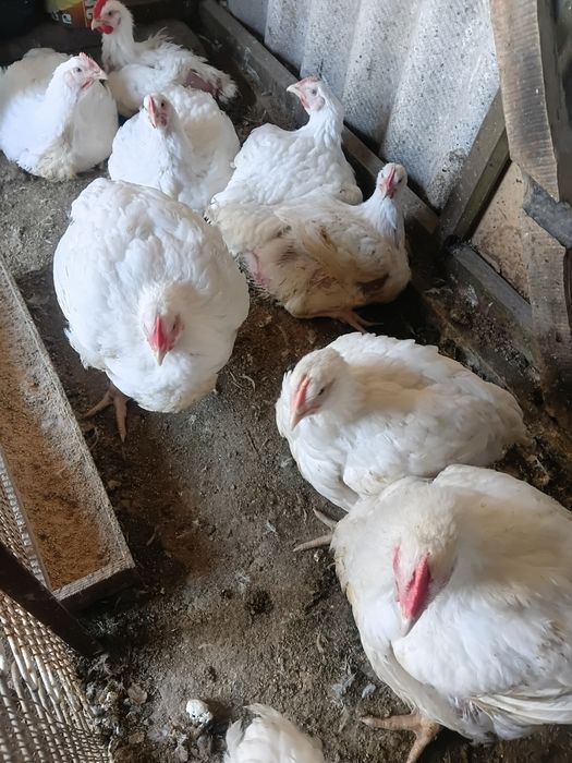 Продам куриное мясо