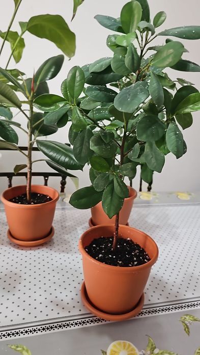 Комнатные  цветы