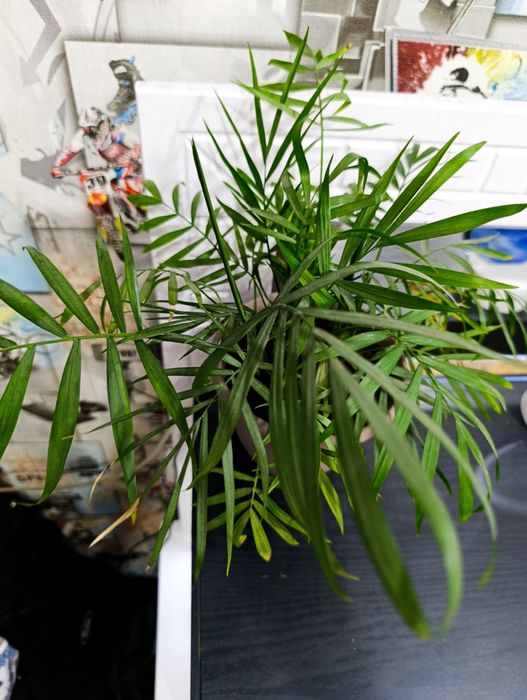 Цветы самые разные комнатные