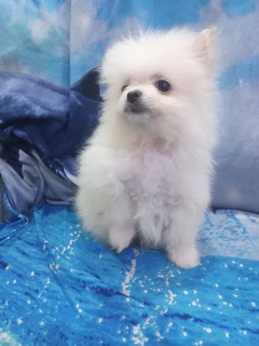 Померанский шпиц