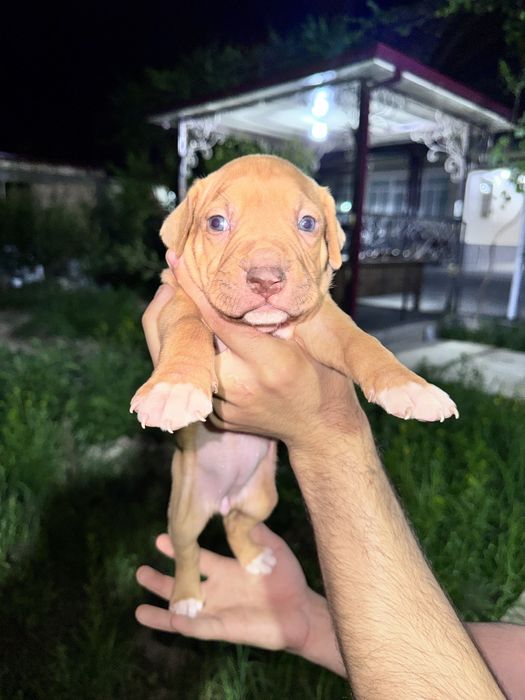 Pitbull bolalari