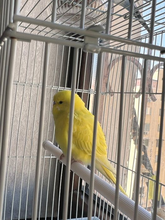 Подручной попугай/ volnisti popugay