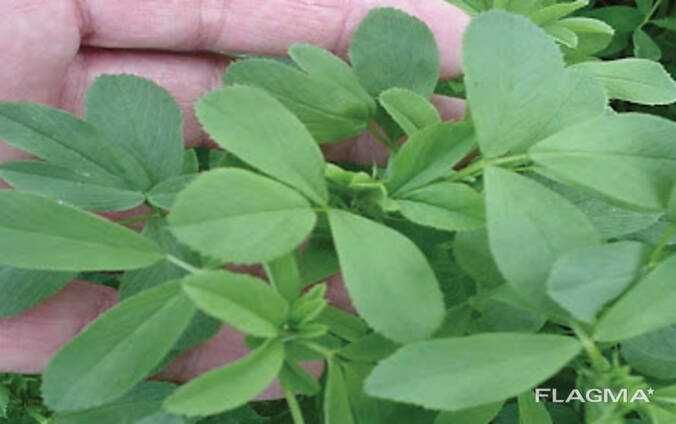 Семена люцерны Abel BOLTON