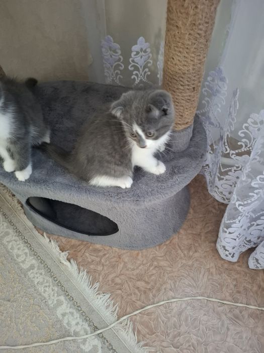 Отдадим в добрые руки котят