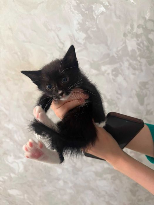 Котята, мальчик и девочка