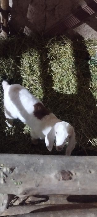 Зотдор эчкилар сотилади рассийски алпински ангулубински тоза