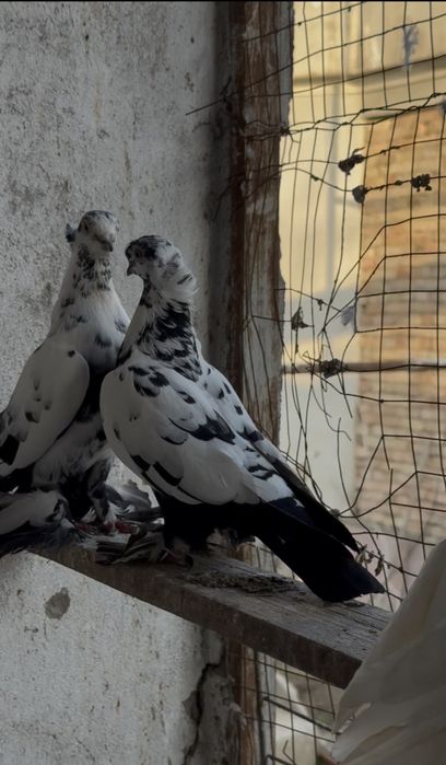 Сочи игровые тараз